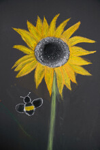 Closeup Of A Blackboard Chalk Drawing Of A Well Drawn Sunflower

