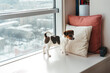 © Irina Polonina/Stocksy - Little puppy alone at home.