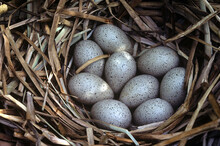 American Coot Egg Nest Mottled Closeup 