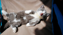 Kitten Resting In The Sun