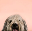 © Valentina Barreto/Stocksy - copy space studio dog portrait