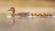 Stockente (Anas platyrhynchos) weiblich mit küken auf einem See