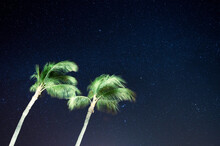 A Palm Tree Under The Stars.