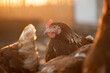 Portrait of a chicken among other chickens. Sunset