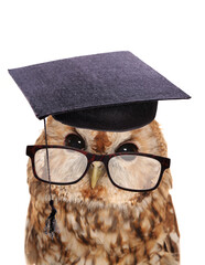 Wall Mural - Wise old owl wearing glasses and a mortar board hat isolated on a white background