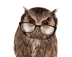 Wall Mural - Southern white-faced owl wearing glasses isolated on a white background