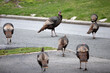 © Lauren Lee/Stocksy - Turkeys crossing road