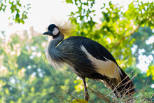 African Crowned Crane 