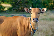 Banteng Or Bali Cow Also Known As Tembadau, Is A Species Of Wild Cattle Found In Southeast Asia.
