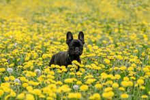 Frenchie in dandelion field