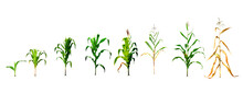 Illustration Of The Process Of Planting Corn On A White Background In The Design To The First Planting Stage. Corn Planting Process Growing Corn From Seed To Flower Throughout The Harvest
