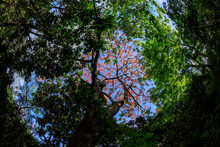Looking Up Of Beautiful Forest In The Nature