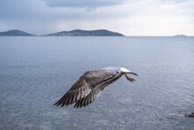 Open Wings Of Sea Gull Flying