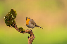 Cute Robin Perched On A Branch  