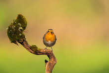 European Robin Perched On A Mossy Branch  