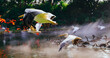 © Pansfun Images/Stocksy - Pelicans are flying