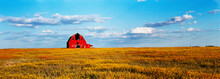 Oilseed Rape Field With A Abandoned Barn, Leney, SK