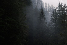 Foggy Trees On The West Coast