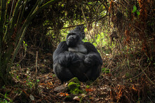Mountains Gorillas In The Mgahinga Gorilla National Park. Gorilla In The Forest. Rare Animals In Uganda. Animals In Natural Habitat.