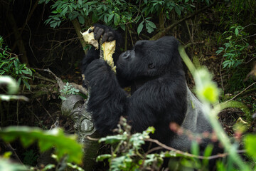 Wall Mural - Mountains gorillas in the Mgahinga Gorilla National Park. Gorilla in the forest. Rare animals in Uganda. Animals in natural habitat.