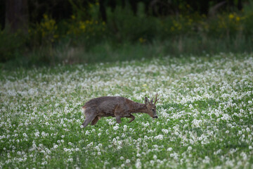 Wall Mural - Roe deer in the dandelions field. Deer eating in the meadow. Spring nature in Europe.