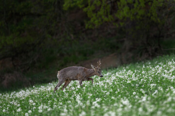 Wall Mural - Roe deer in the dandelions field. Deer eating in the meadow. Spring nature in Europe.