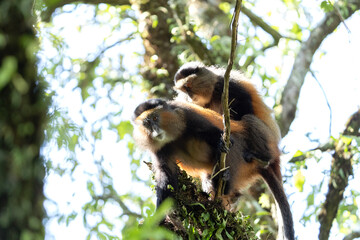 Wall Mural - Golden monkey in the Mgahinga Gorilla National Park. Monkeys in the forest. Rare animals in Uganda. Animals in natural habitat.