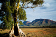 Cazneaux Tree - Flinders Ranges - Australia