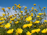 Fototapeta  - Bright yellow wildflowers against a blue sky.