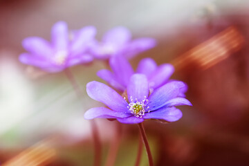 Wall Mural - Blue flowers of Hepatica Nobilis close-up. Flowers on a forest floor on sunny afternoon