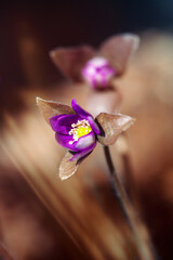 Wall Mural - Unopened Buds of Hepatica nobilis. Hepatica early spring purple flowers growing in the forest.