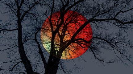 Poster - Silhouette of lone tree with full orange moon 