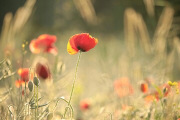 Wall Mural - A single poppy in a rape field on a foggy spring morning