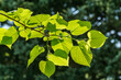 Bright green Leaves of Tilia caucasica linden tree on blurred green background. Natural concept of spring, the beginning of new life. Selective focus.