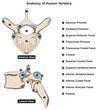 Anatomy of human vertebra structure infographic diagram part of vertebral column spine back bone cartoon vector drawing vertebrae for medical science education anterior lateral view