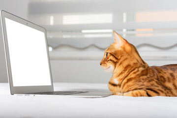 Wall Mural - Bengal cat looks into a laptop on a blurred background of the room.