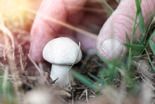 Edible Mushroom (Calocybe Gambosa) And Hand Of Old Mushroom Picker.