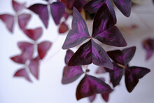 False Shamrock Plant On White Background. Beautiful South American Houseplant. Oxalis Triangularis Plant With Deep Maroon Trifoliate Leaves. Purple Flowers Close Up.