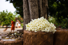 A Cluster Of Beautiful Blooming White Dolichandrone Serrulata Flowers Is Piled On A Brown Cement Log.