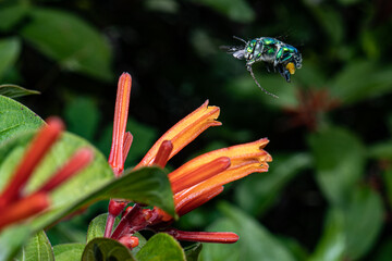 Wall Mural - Green Orchid Bee on an Orange Flower