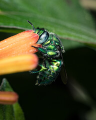 Wall Mural - Green Orchid Bee on an Orange Flower