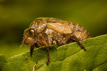 Wall Mural - Cicada Skin Up Close on a leaf