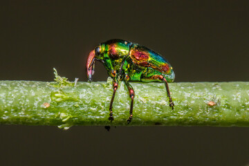 Wall Mural - Shiny Metal Looking Insect on a stem