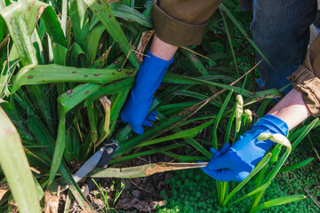 Garden accessories in hands in blue gloves. Garden scissors prune the leaves. Metal scissors cut a large green leaf of a yucca plant