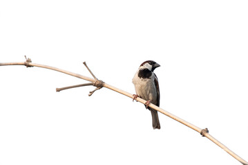 Eurasian Tree Sparrow(Passer montanus), beautiful brown bird isolated perching on branch with white background.