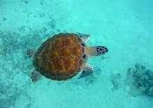 Underwater Photo Of A Green Turtle Swimming In The Ocean Top View With Great View Of The Dorsal Carapace