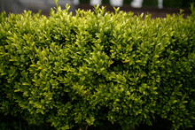 Green Shrub. Close-up Photo Of A Bush. Concept Of Relaxation And Healthy Lifestyle. 