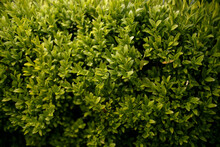 Green Shrub. Close-up Photo Of A Bush. Concept Of Relaxation And Healthy Lifestyle. 