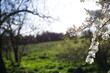 Kwitnące drzewo na polu