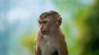 portrait of young monkey kid male on green background. little great ape mighty and biggest monkey primate world. Wild beauty of the nature. cute monkey on branch. Pretty wet ape fooling around on tree